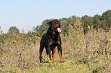 ROTTWEILER 154